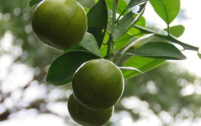 ปลูกมะนาวใน กระถาง และแนวคิดการเร่งดอกนอกฤดู